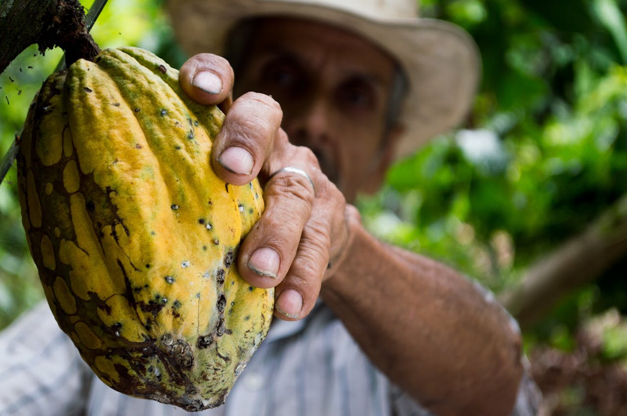 A farmers hand holding a ripe cacao pod during the harvest season in a lush plantation.